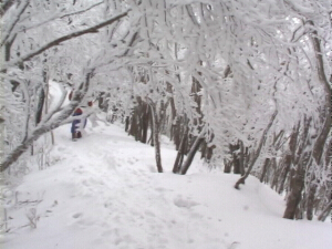 三峰山霧氷情報